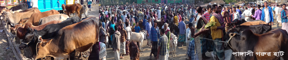 পাঙ্গাসী গরুর হাট