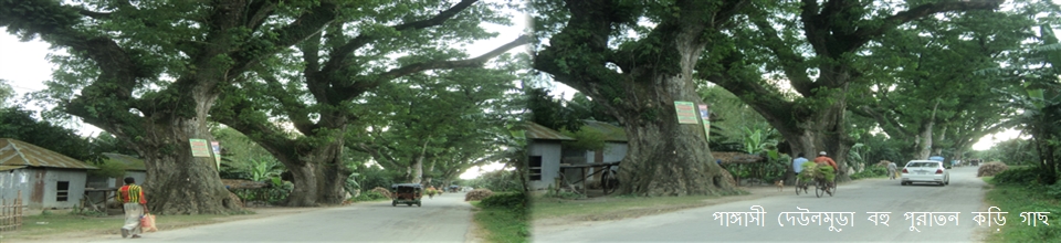 ঐতিহাসিক কড়ই গাছ