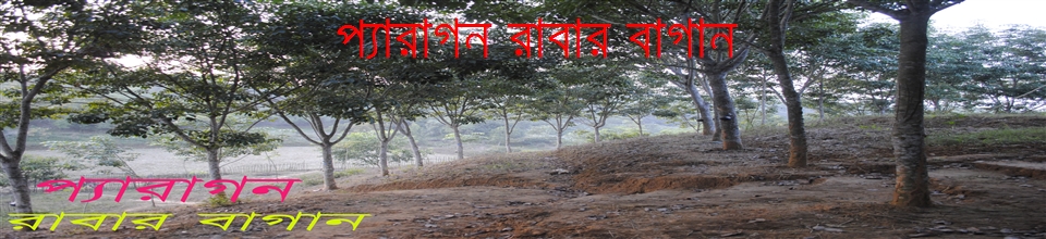প্যারাগন রাবার বাগান