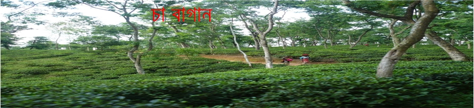 ১৩ নং পানিউমদা ইউনিয়নের চা-বাগানের ছবি সমূহ