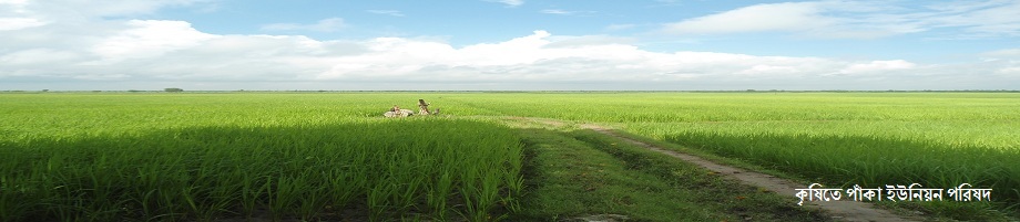 কৃষিতে পাঁকা ইউনিয়ন