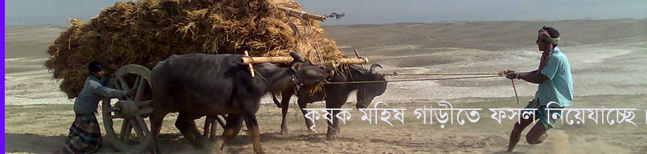 মহিষের গাড়ী কৃষক ফসল বহন