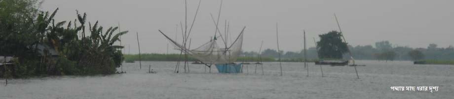 পদ্মা নদীতে মাছ ধরার দৃশ্য।