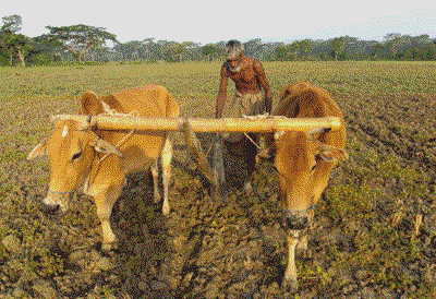 কৃষি ও প্রাণীসম্পদ