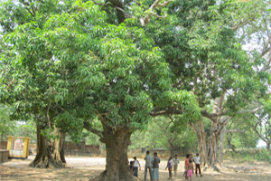 আম বাগান