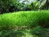 সবুজের মাঠ