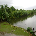 কৃষি ও প্রাণিসম্পদ