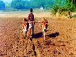 কৃষি, মৎস্য ও প্রাণী-সেবা