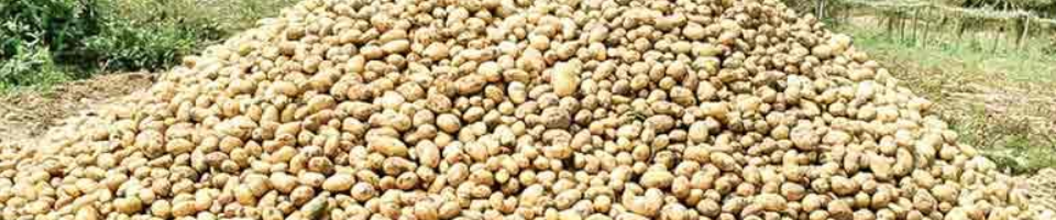 পারুল ইউনিয়নে আলুর চাষ
