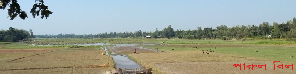 পারুল বিল