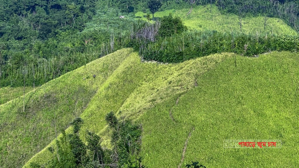 পাহাড়ে ঝুম চাষ, রাঙ্গামাটি