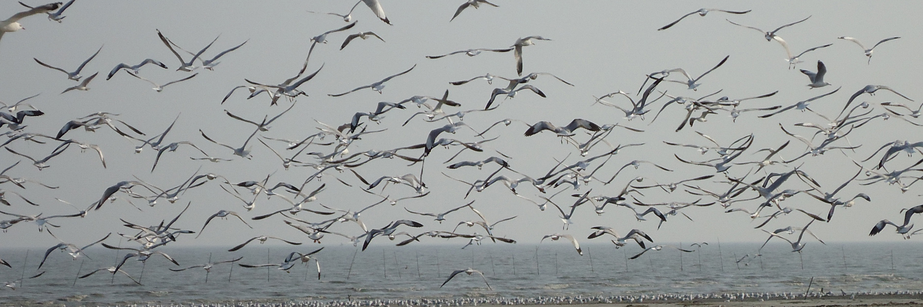 পদ্মার চর