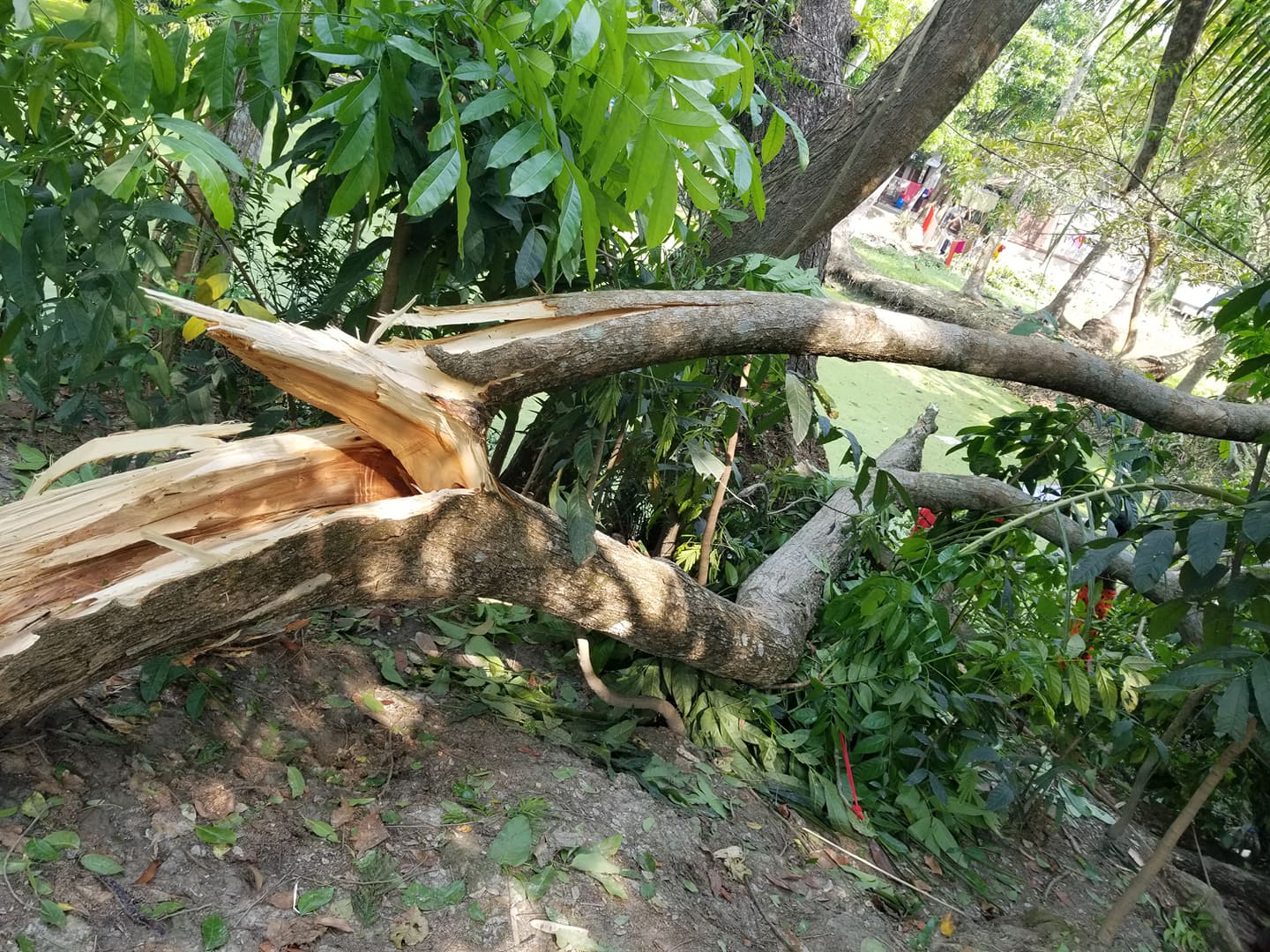 গত ০৩/০২/২০২০ ইং তারিখ ঝড়ে বিধ্বস্ত মাদারীপুর পবিসের টেকেরহাট জোনাল অফিসের বিতরন লাইনের আলোকচিত্র।