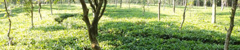 পঞ্চগড় চা বাগান