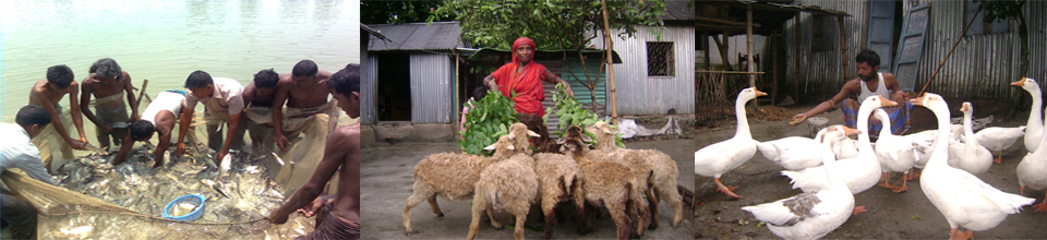 পিডিবিএফ এর কার্যক্রম