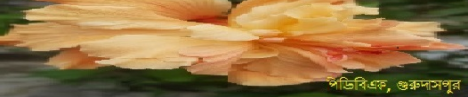 ব্যানার