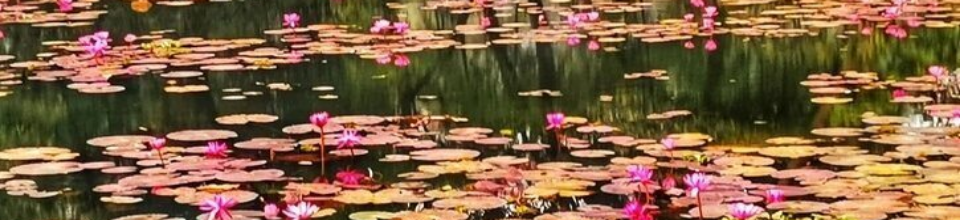 পদ্মফুল