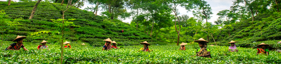 চা বাগান-১