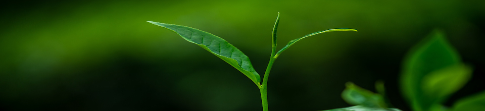 চা পাতা-১