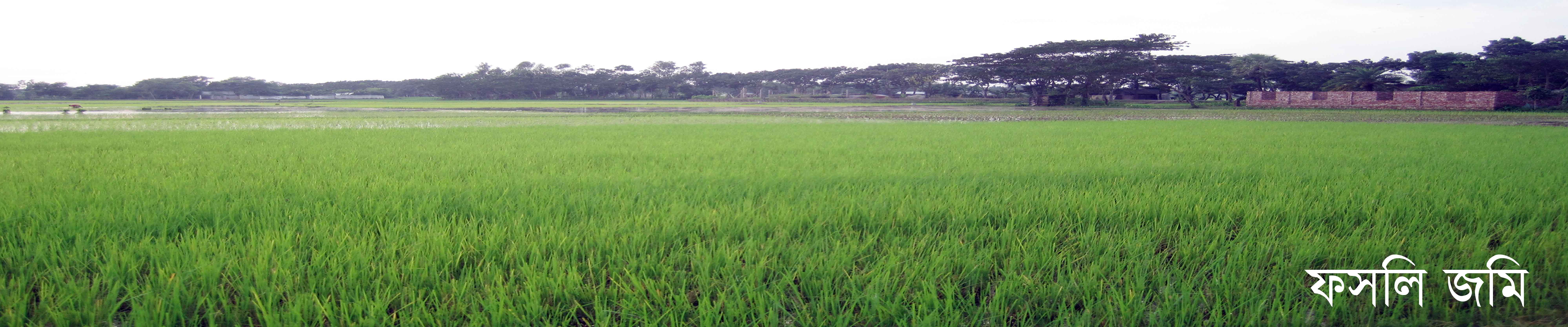 ফসলে জমিন (লালমাই)