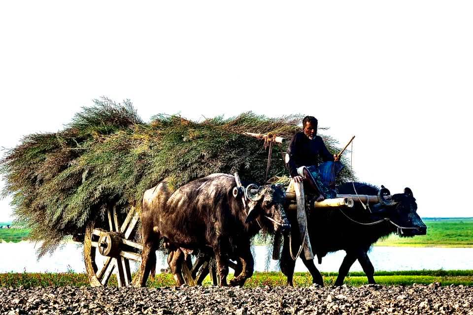ইসলামপুর পদ্মাপাড়