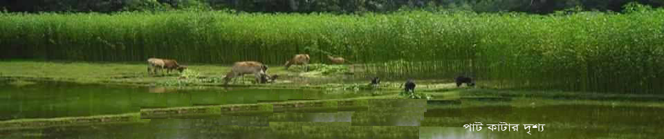 পাট কাটার দৃশ্য