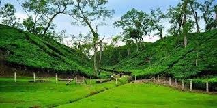 চা বাগান ০২