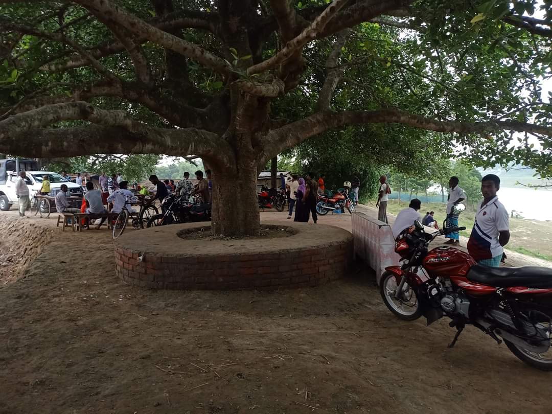 বজরাটেক মহানন্দা নদীর পাড়ের বট বৃক্ষের গোড়া বাঁধাই।