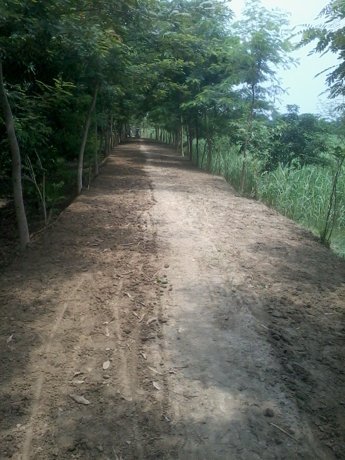 কাবিখার রাস্তা ও কালভাট নির্মাণ।