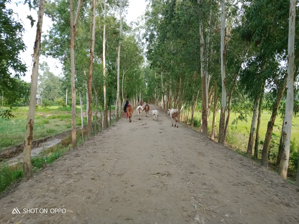 মেরামত-৬