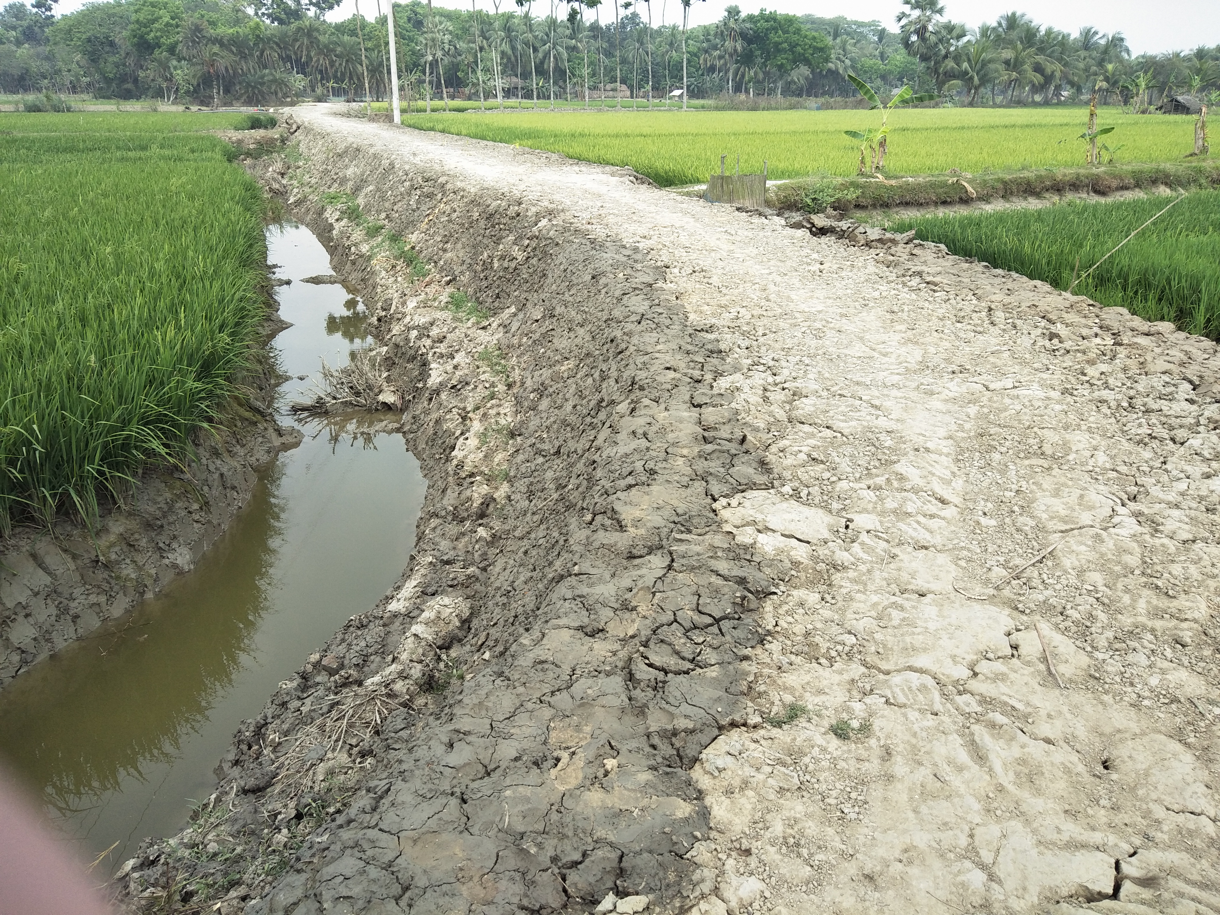 সন্যাসগাছা গৌরীঘোনা