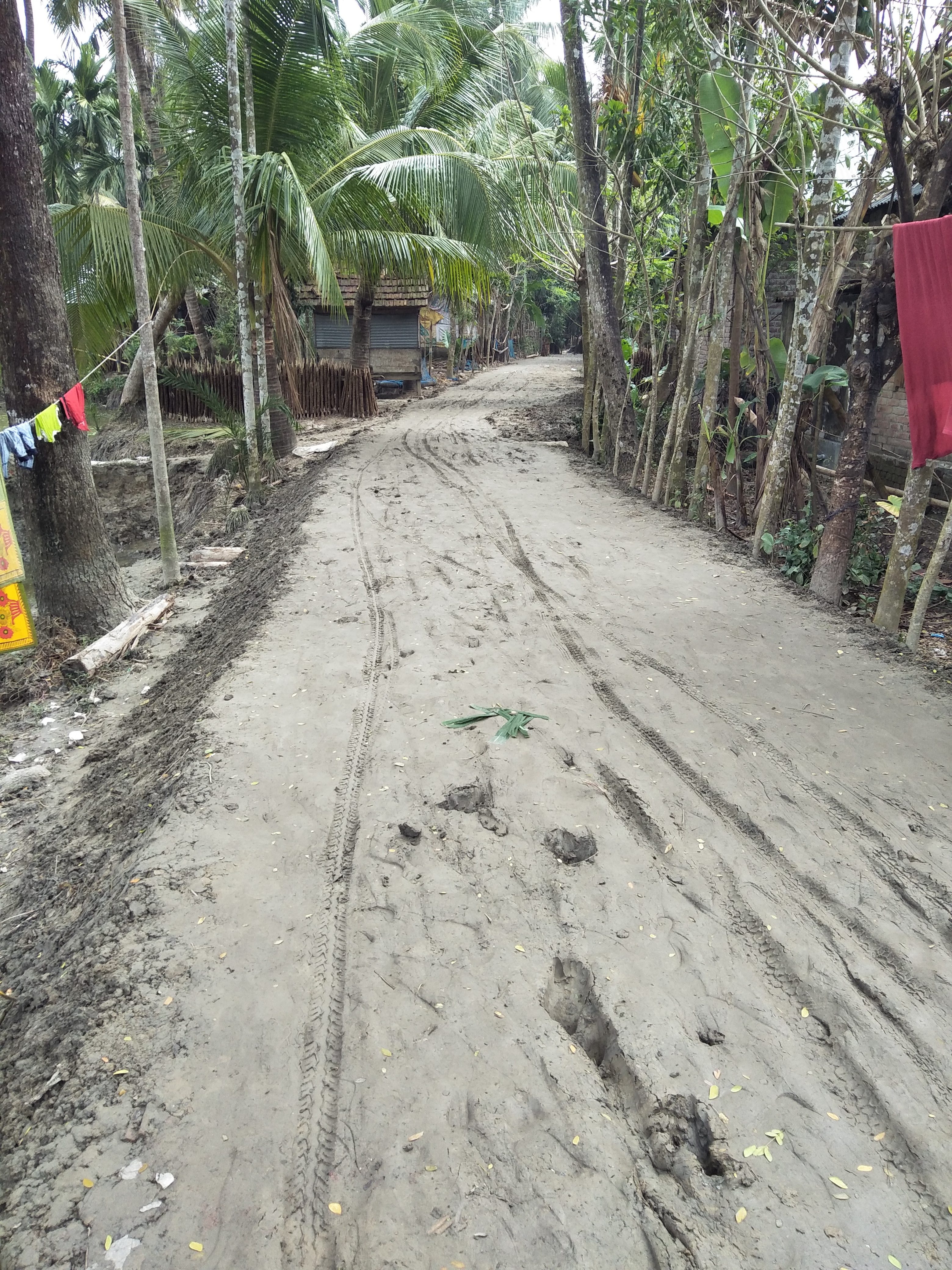 পাজিয়া ওয়র্ড-৩