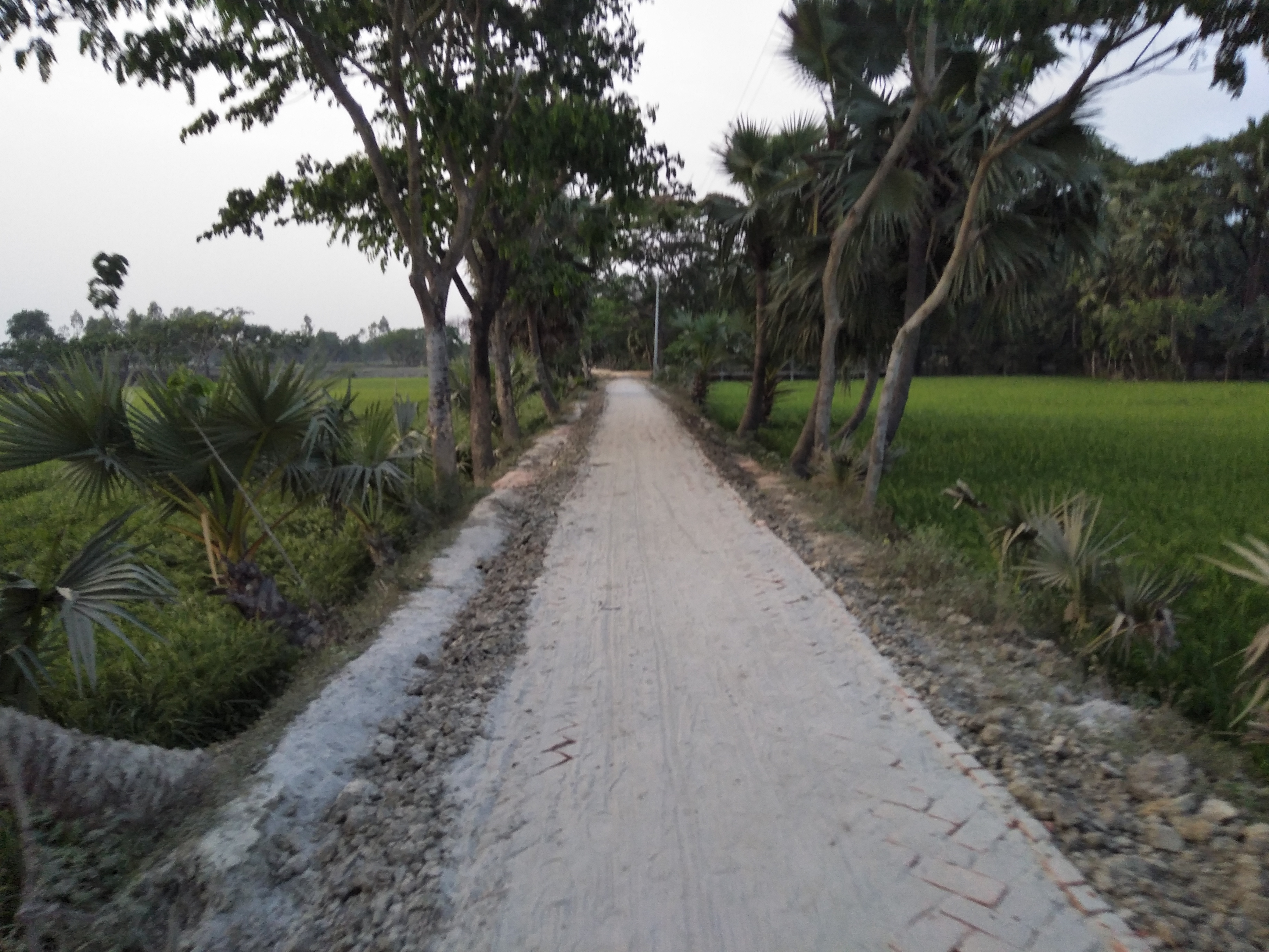 বাউশলা, বিদ্যানন্দকাটি