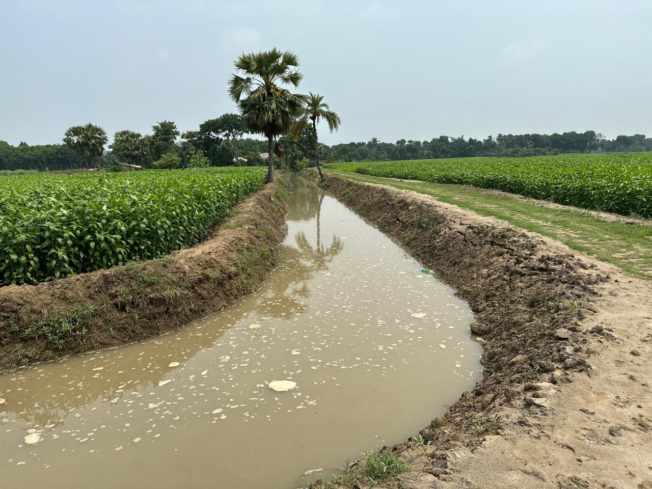 খাল খনন প্রকল্প