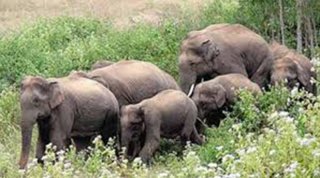 ব্যানার