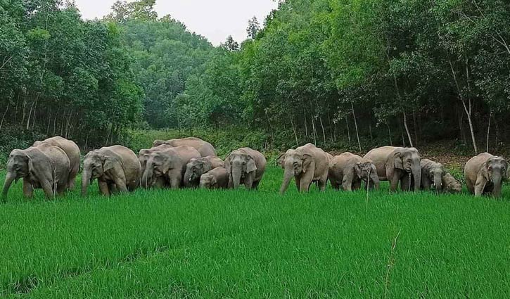 উপজেলা প্রকল্প বাস্তবায়ন কর্মকর্তার কার্যালয়, নালিতাবাড়ী, শেরপুর।