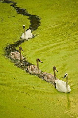 সোনাই খাল