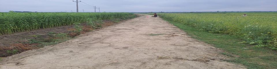 গ্রামীণ রাস্তা