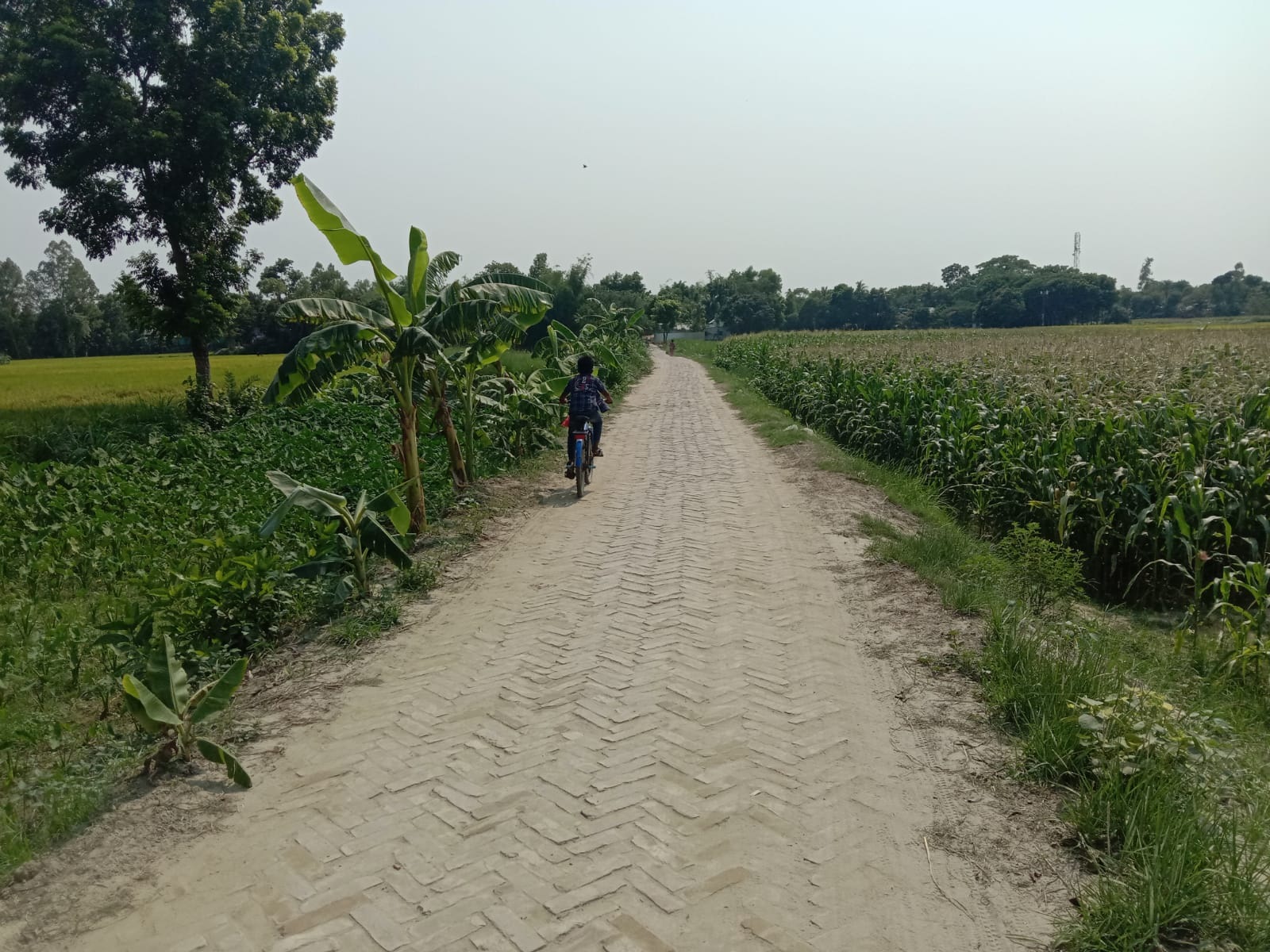 এইচবিবি প্রকল্প
