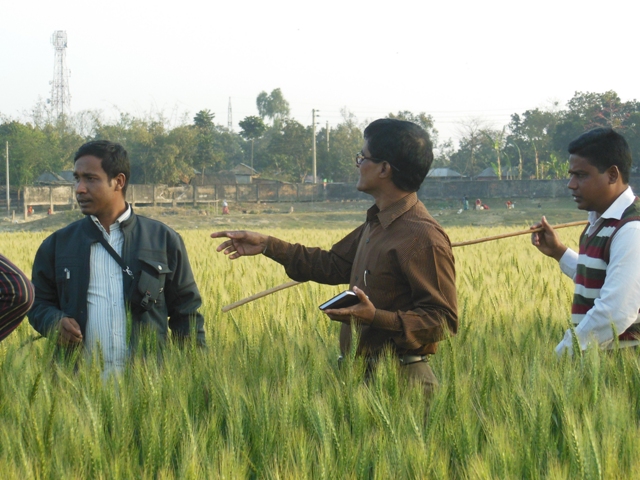 বিএডিসি কর্মকর্তা উন্নত প্রযুক্তি ব্যবহৃত ধান ক্ষেত পরিদর্শন করেন। অন্যান্য ধান ক্ষেতের তুলনায় প্রযুক্তি ব্যবহৃত ধানক্ষেতের ফলন 