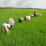কৃষি ও প্রাণি সম্পদ