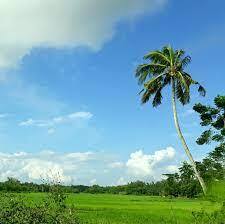 পি,এম,খালী ইউনিয়ন