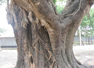 ফটোগ্যালারী