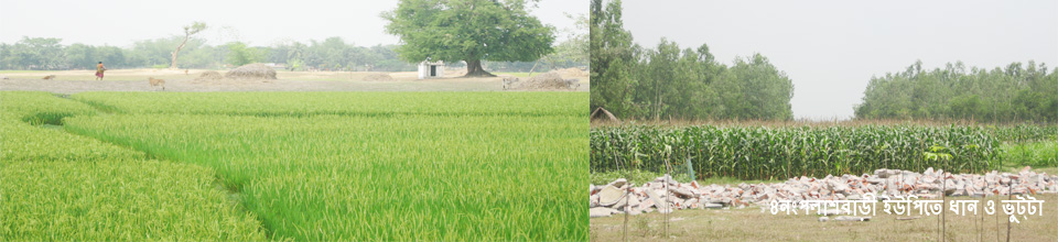 ধান খেত ও ভুট্টা খেত
