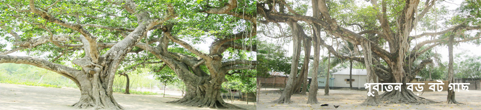 পুরাতন বট গাছ