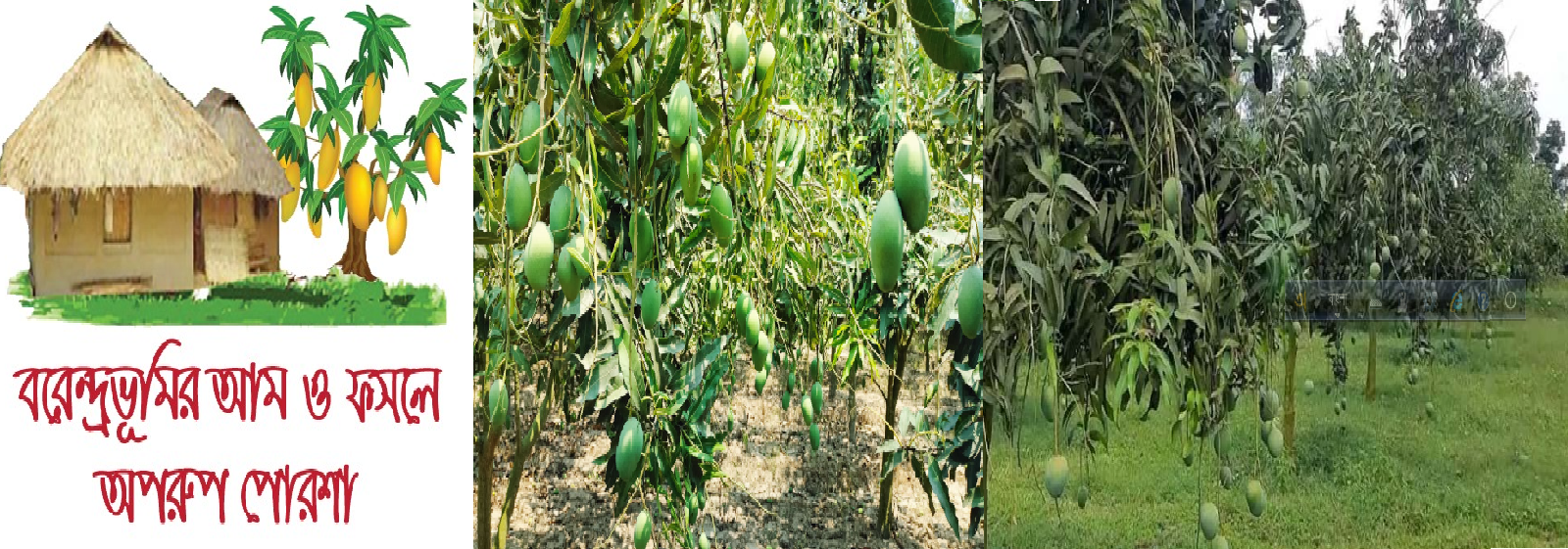 mango garden