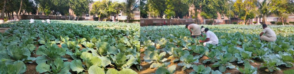 বন্দিদের কারা বাগানে কৃষিকাজ