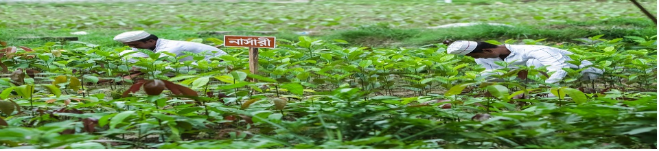 নার্সারী