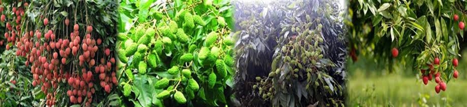 লিচু