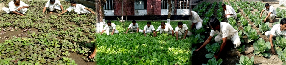 শাকসবজি